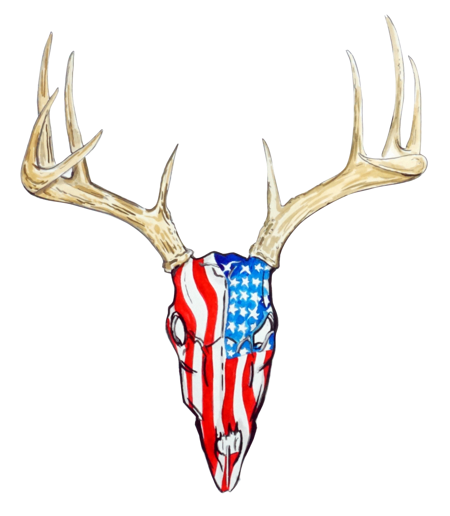 Deer Skull Antlers - USA - Click Image to Close