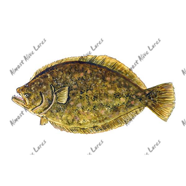 Flatfish Size Chart