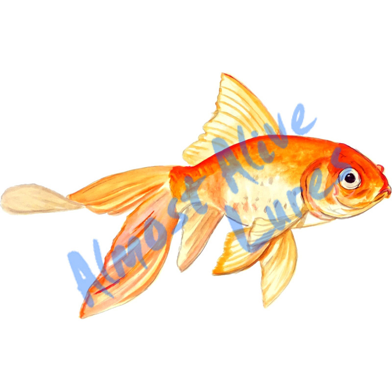 Fancy Goldfish - Printed Vinyl Decal - Click Image to Close