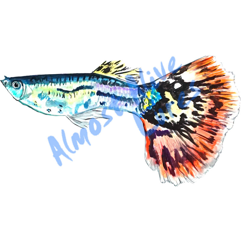 Fancy Guppie - Printed Vinyl Decal - Click Image to Close