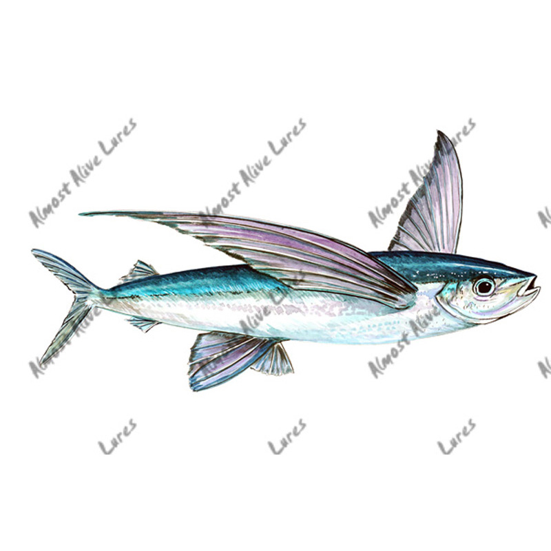 Flying Fish Decal