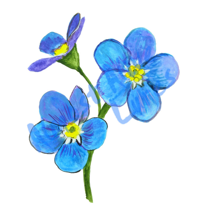 Forget Me Not - Printed Vinyl Decal - Click Image to Close