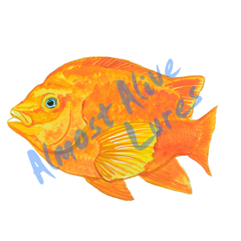 Garibaldi Fish - Printed Vinyl Decal - Click Image to Close
