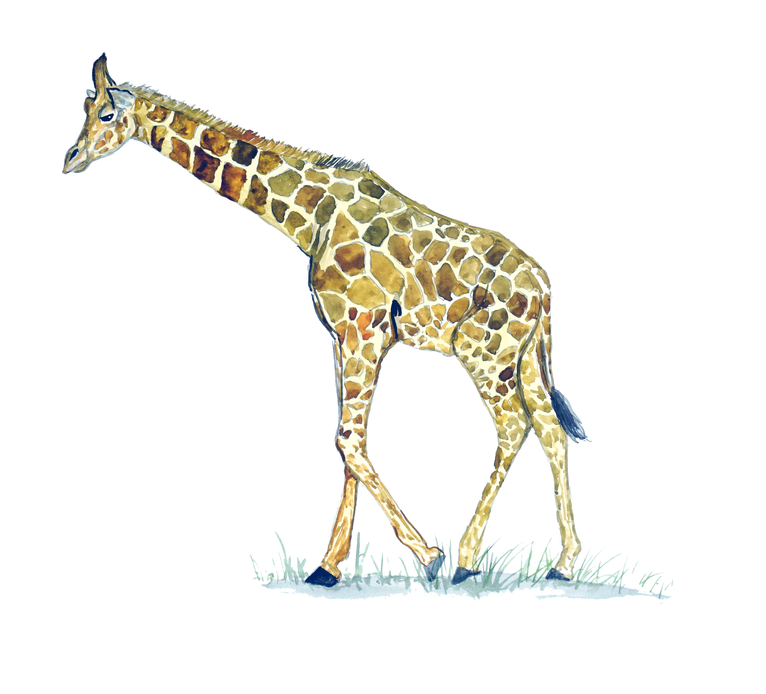 Giraffe - Printed Vinyl Decal - Click Image to Close