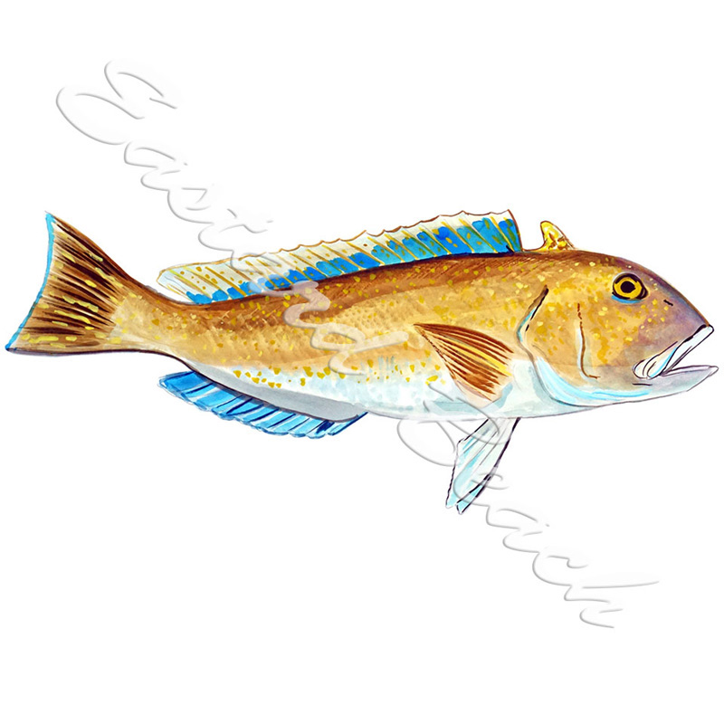 Golden Tile Fish - Click Image to Close