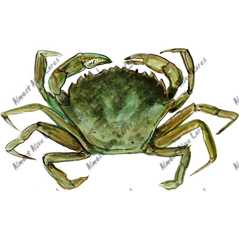 Green Crab - Printed Vinyl Decal - Click Image to Close