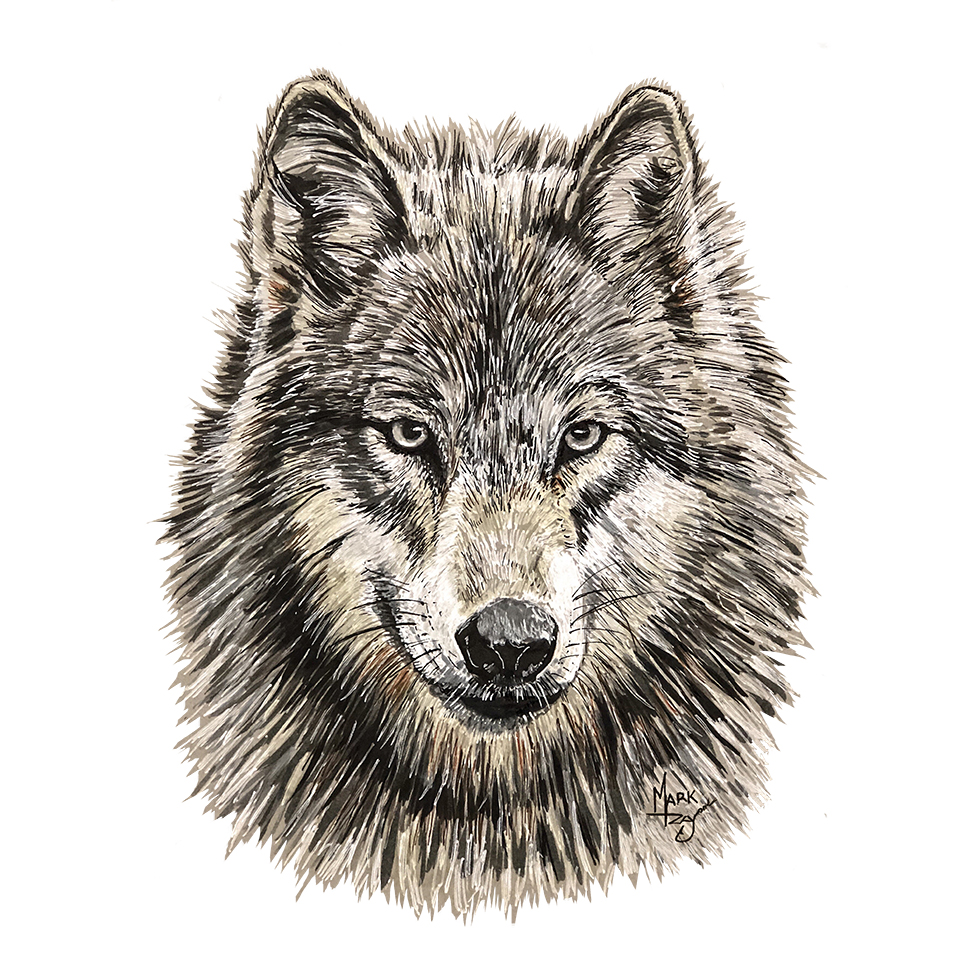Grey Wolf - Pen & Ink - Click Image to Close