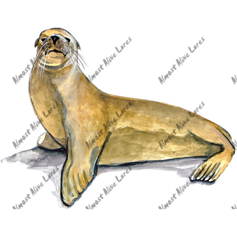 Harbor Seal - Printed Vinyl Decal - Click Image to Close