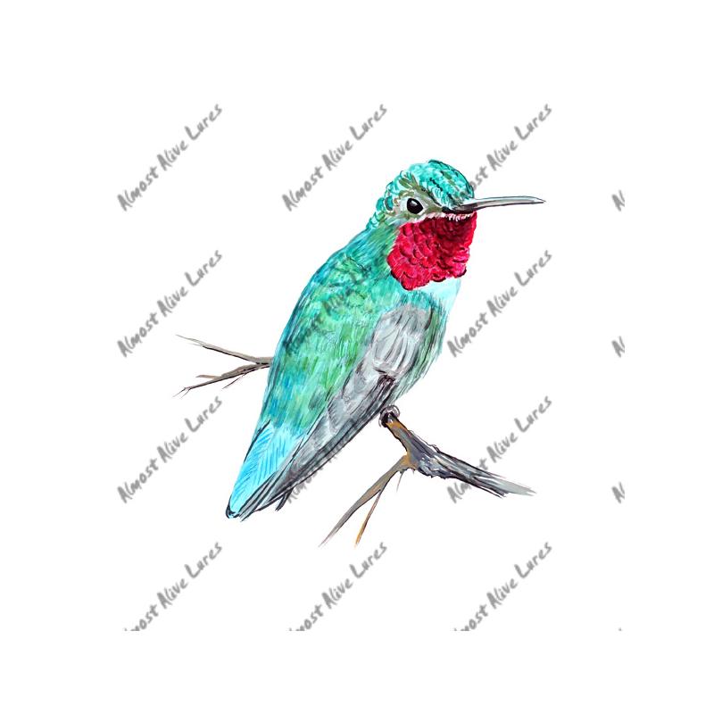 Hummingbird - Printed Vinyl Decal