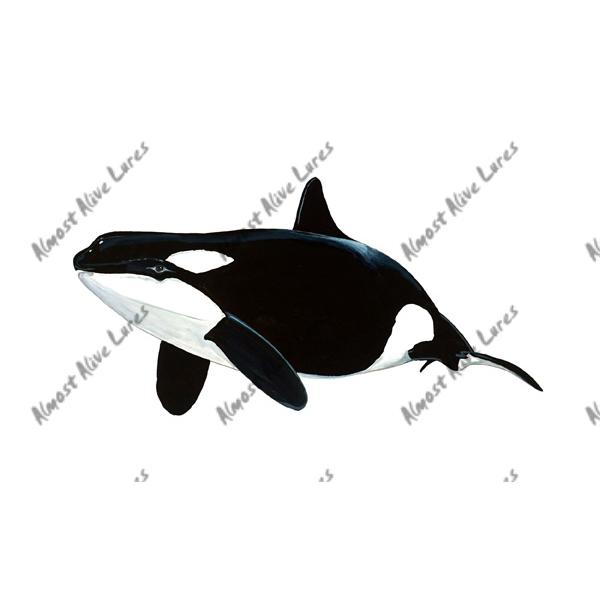 Killer Whale - Printed Vinyl Decal - Click Image to Close
