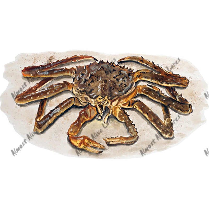 King Crab - Printed Vinyl Decal - Click Image to Close