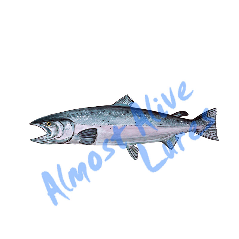 King Salmon - Printed Vinyl Decal - Click Image to Close