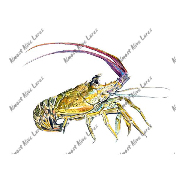 Spiny Lobster - Printed Vinyl Decal - Click Image to Close