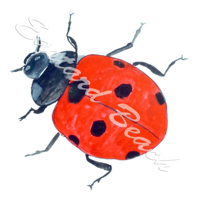 Lady Bug - Click Image to Close