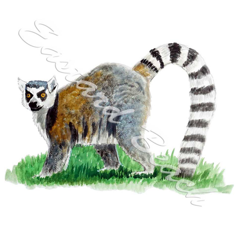 Lemur - Printed Vinyl Decal - Click Image to Close