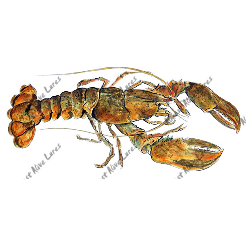 Lobster - Printed Vinyl Decal