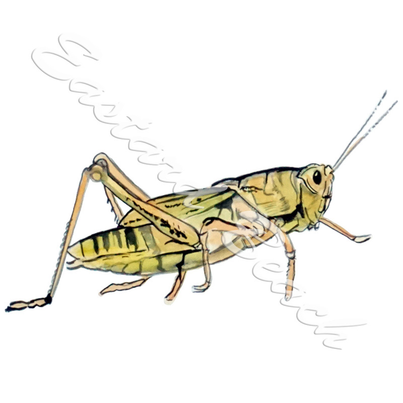 Locust - Click Image to Close