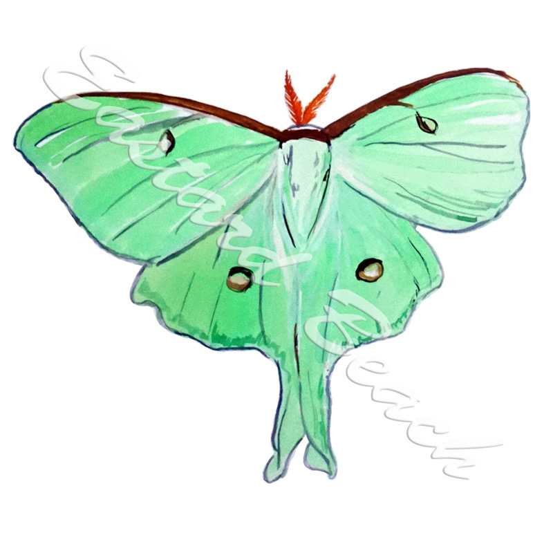 Luna Moth - Click Image to Close