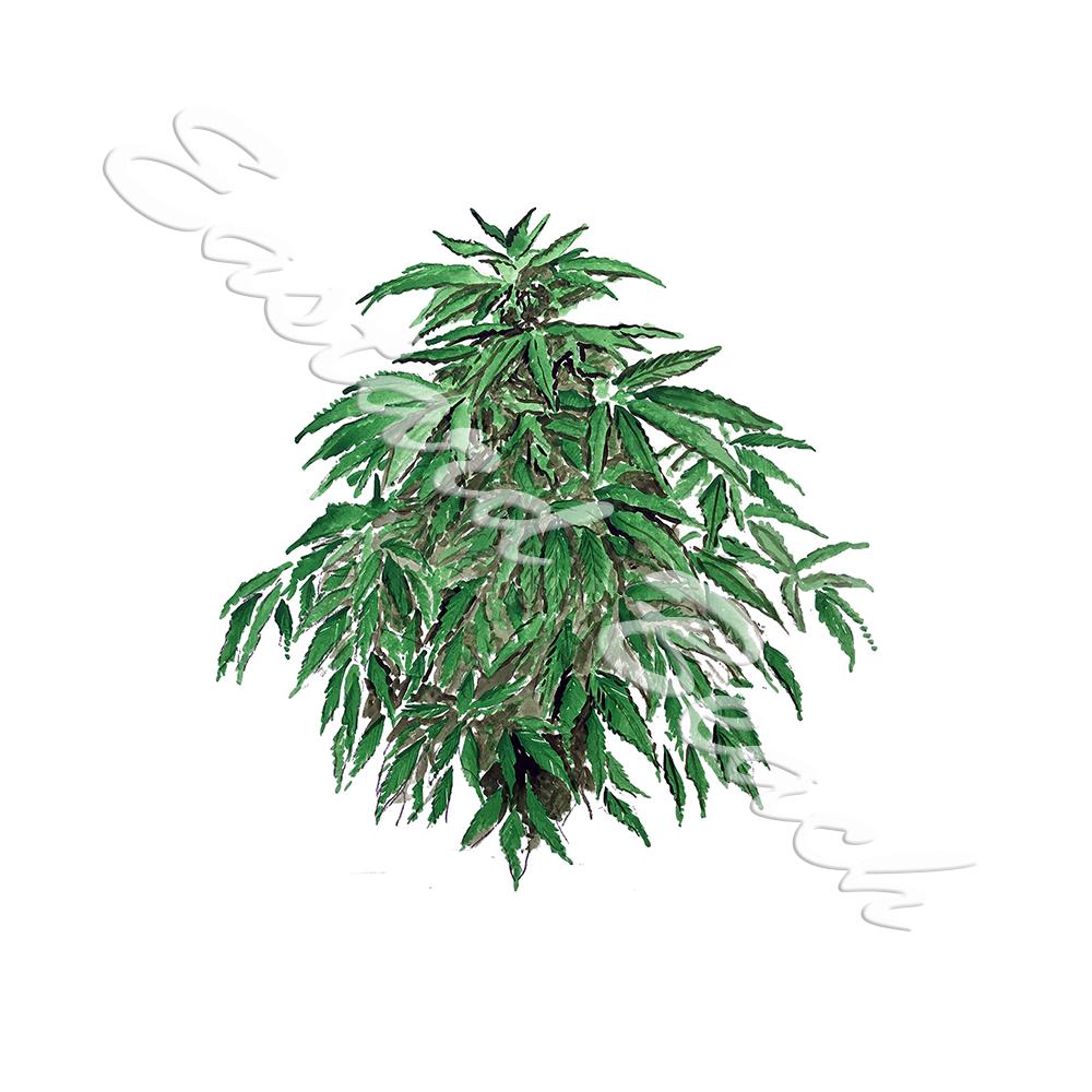 Marijuana Plant - Click Image to Close