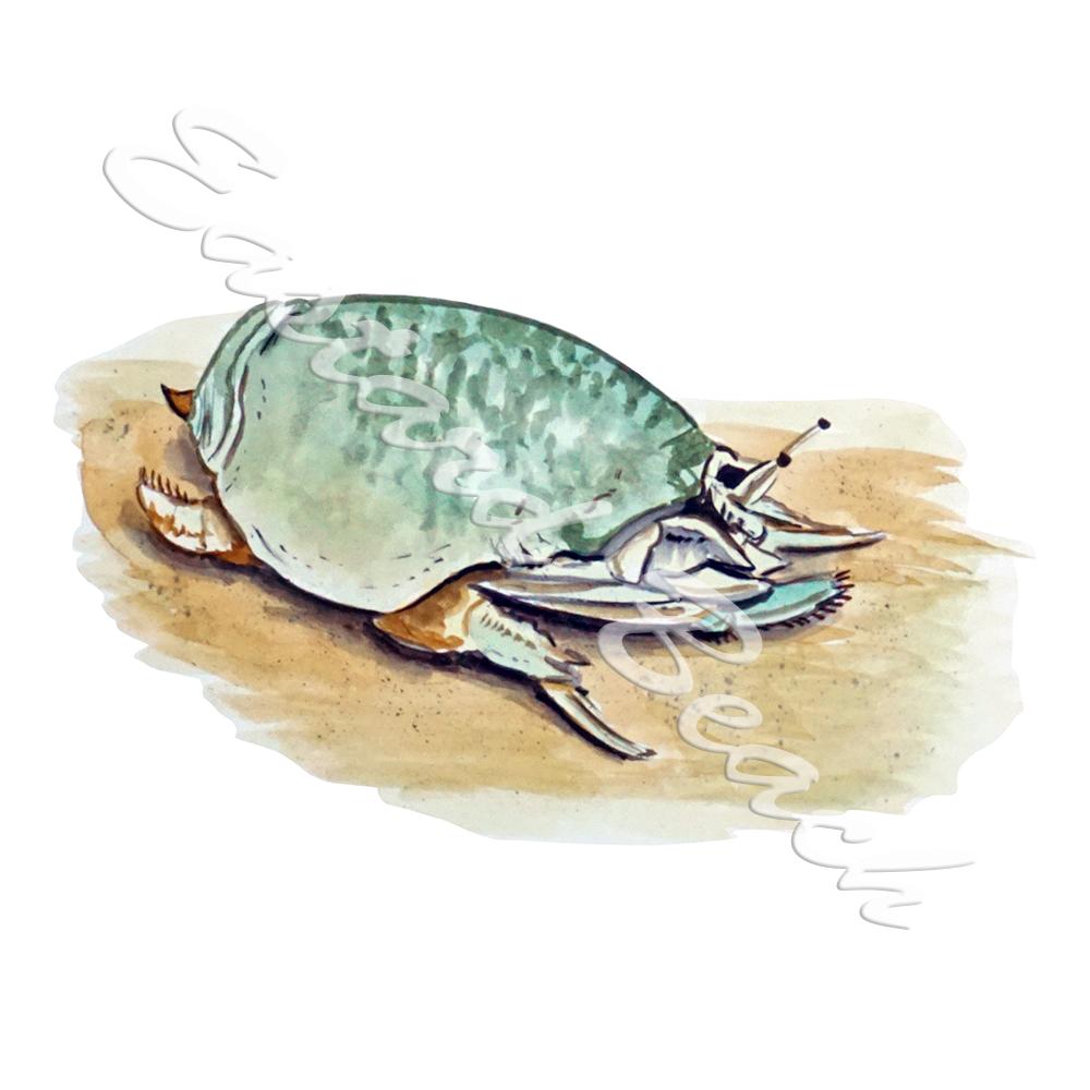 Mole Crab - Printed Vinyl Decal - Click Image to Close