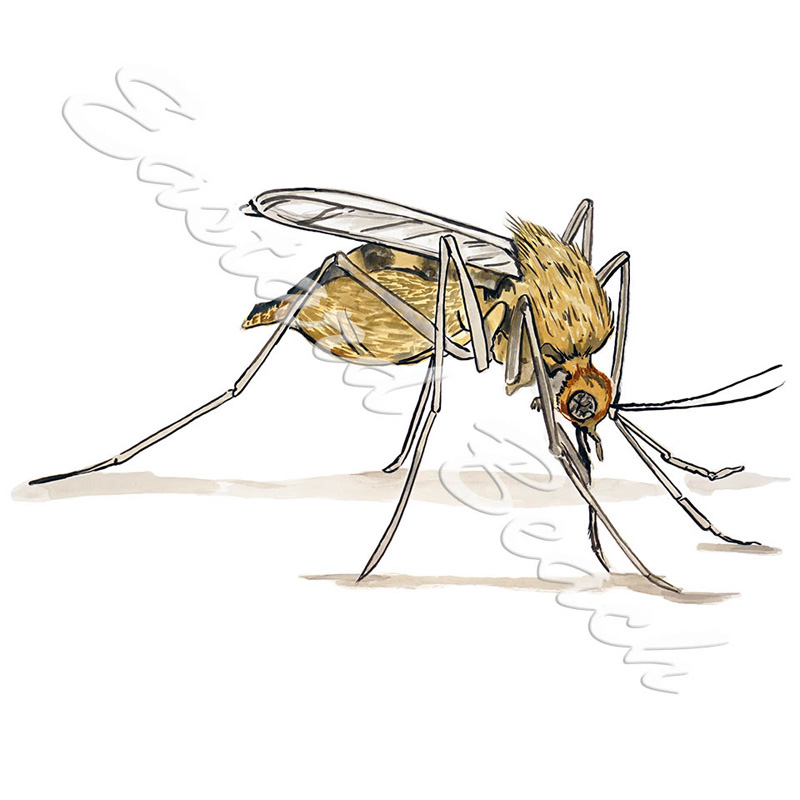 Mosquito - Click Image to Close