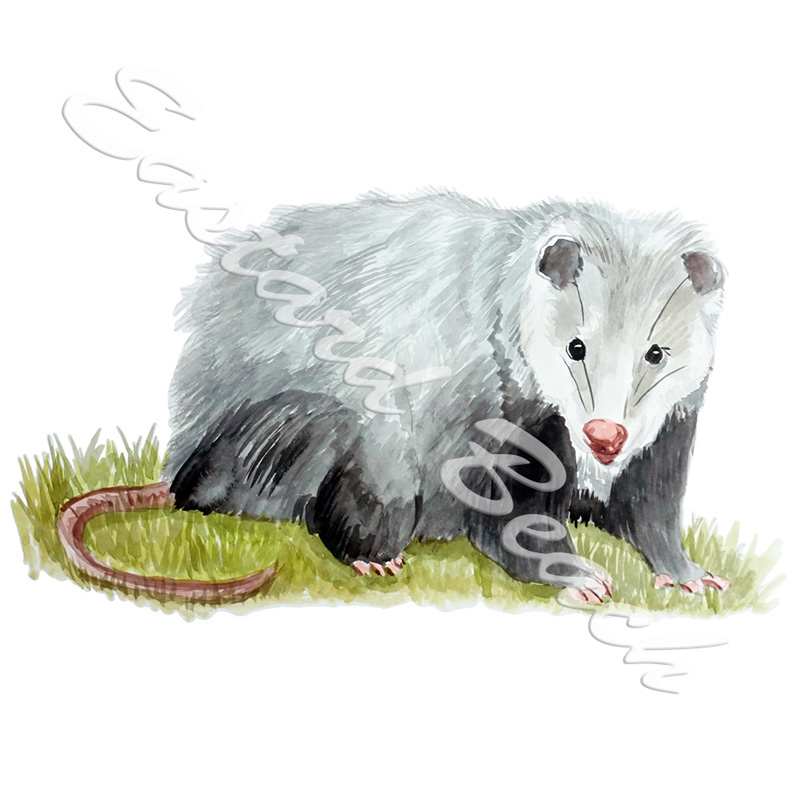 Opossum - Printed Vinyl Decal - Click Image to Close