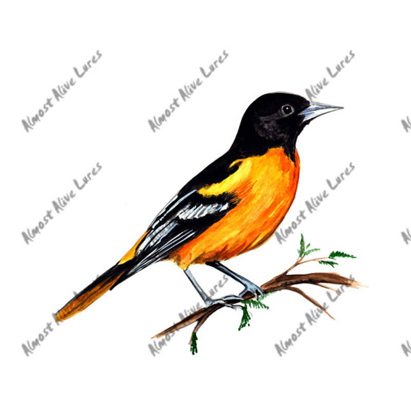 Oriole - Printed Vinyl Decal - Click Image to Close
