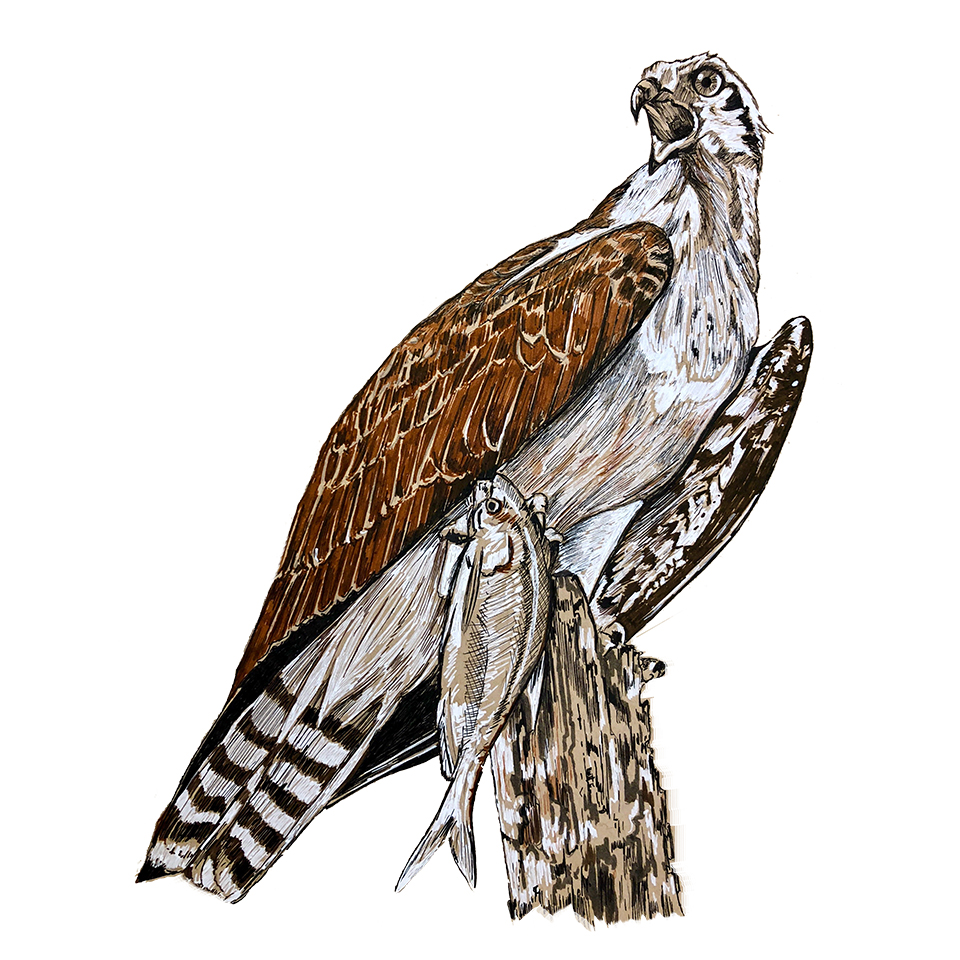 Osprey - Pen & Ink - Click Image to Close