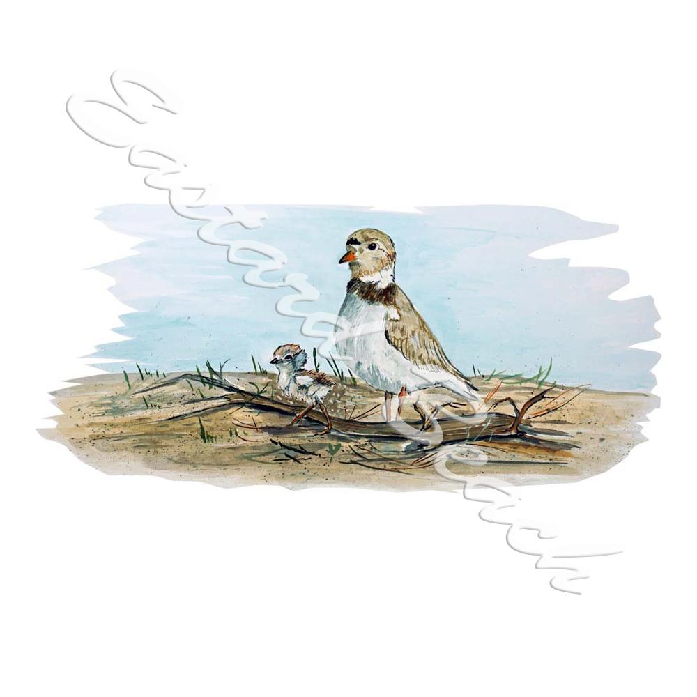 Outer Banks NC Shorebirds - Printed Vinyl Decal - Click Image to Close