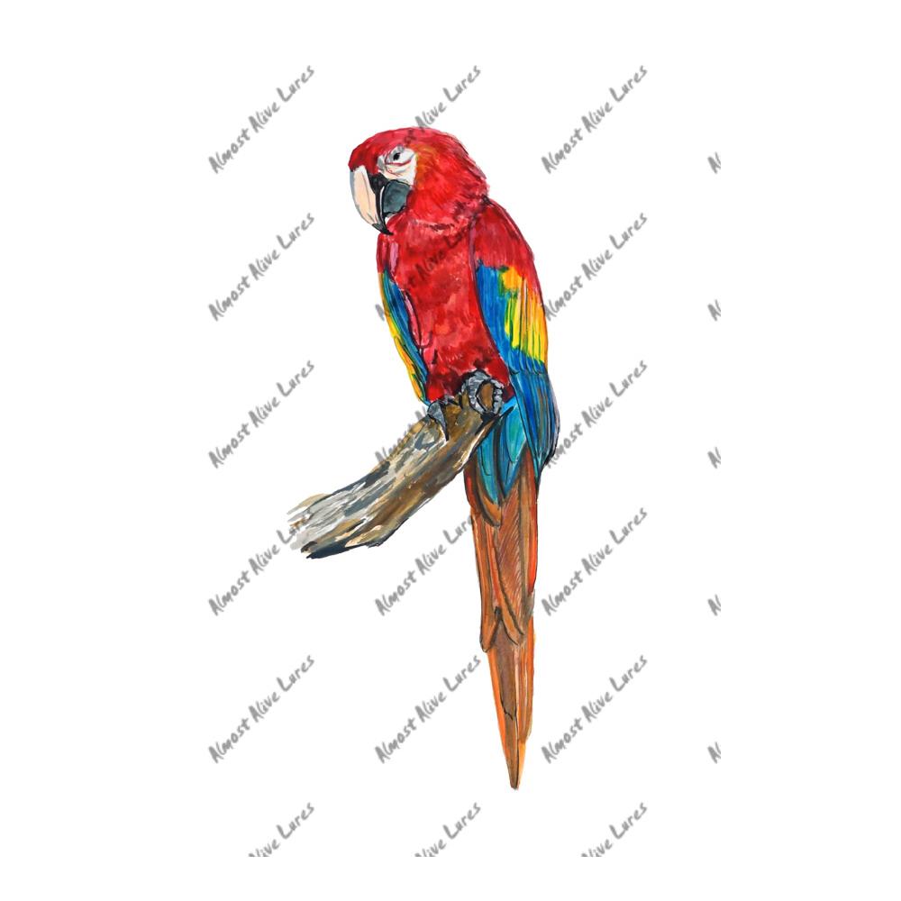 Scarlet Macaw Parrot - Printed Vinyl Decal
