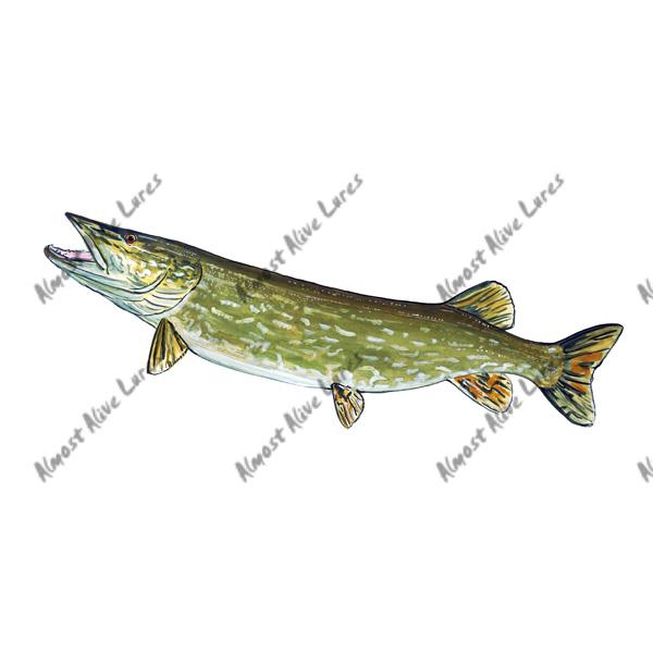Northern Pike - Printed Vinyl Decal - Click Image to Close