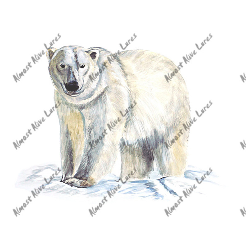 Polar Bear - Printed Vinyl Decal - Click Image to Close