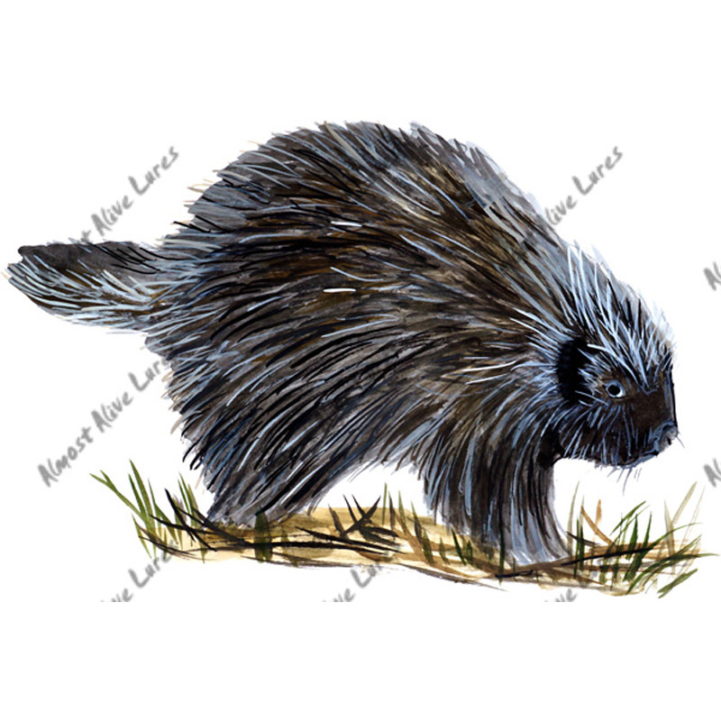 Porcupine - Printed Vinyl Decal - Click Image to Close