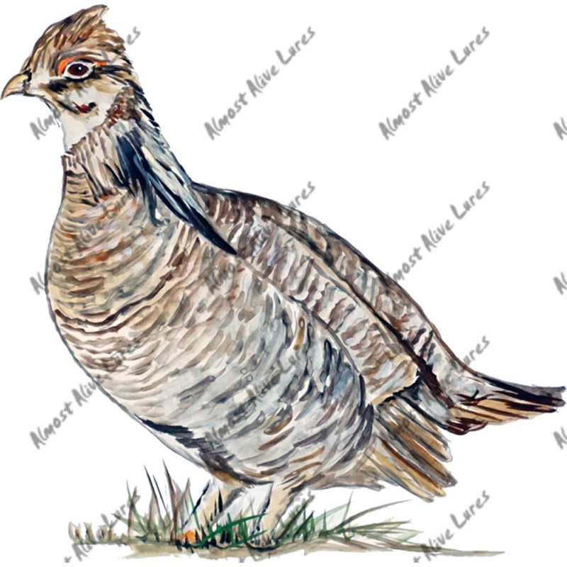 Prairie Chicken - Printed Vinyl Decal - Click Image to Close