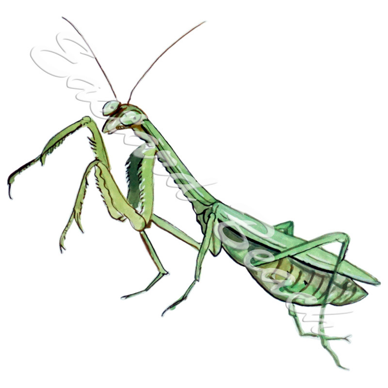 Praying Mantis - Click Image to Close