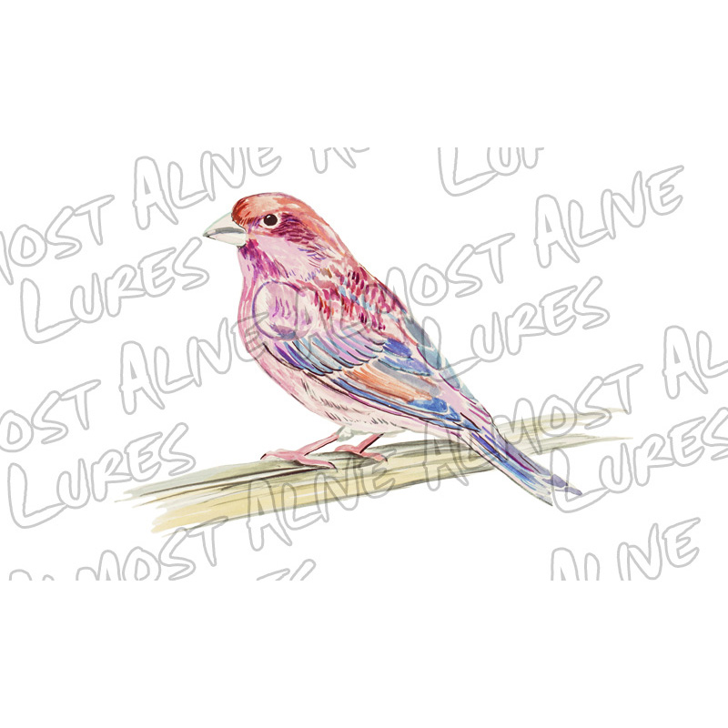 Purple Finch - Printed Vinyl Decal - Click Image to Close
