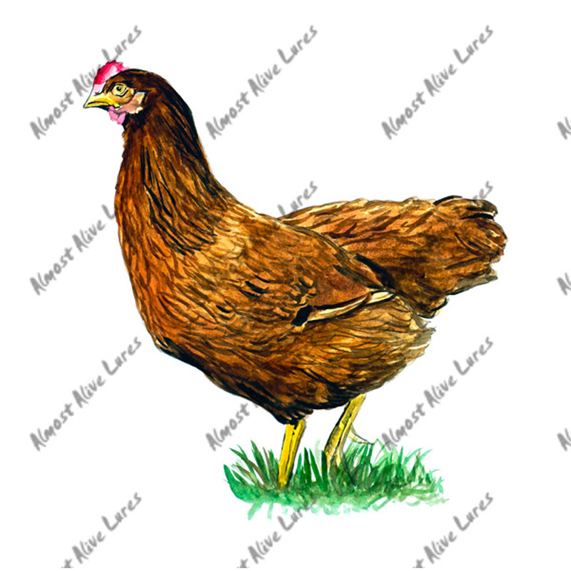 Rhode Island Red - Printed Vinyl Decal - Click Image to Close