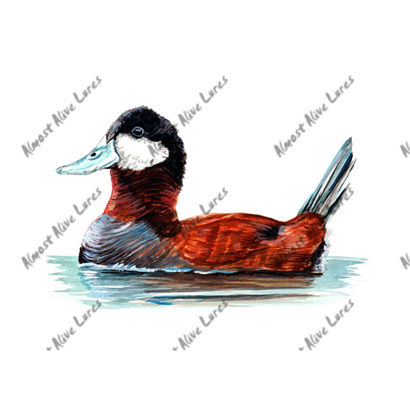 Ruddy Duck - Printed Vinyl Decal - Click Image to Close