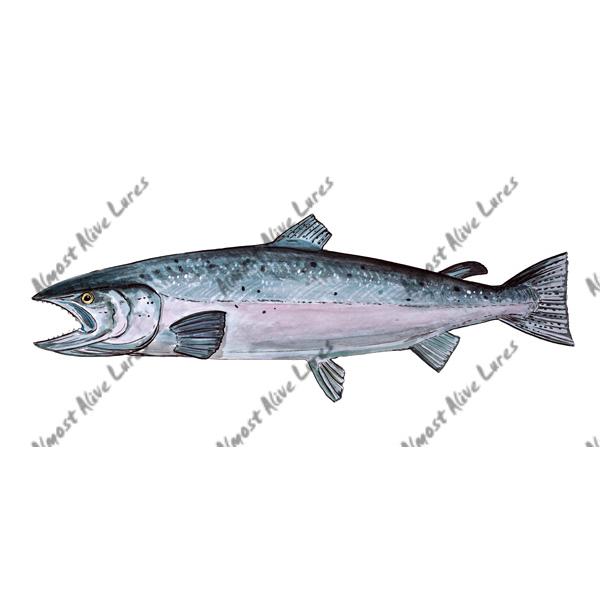 Salmon - Printed Vinyl Decal - Click Image to Close