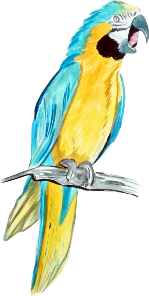 Parrot - Click Image to Close