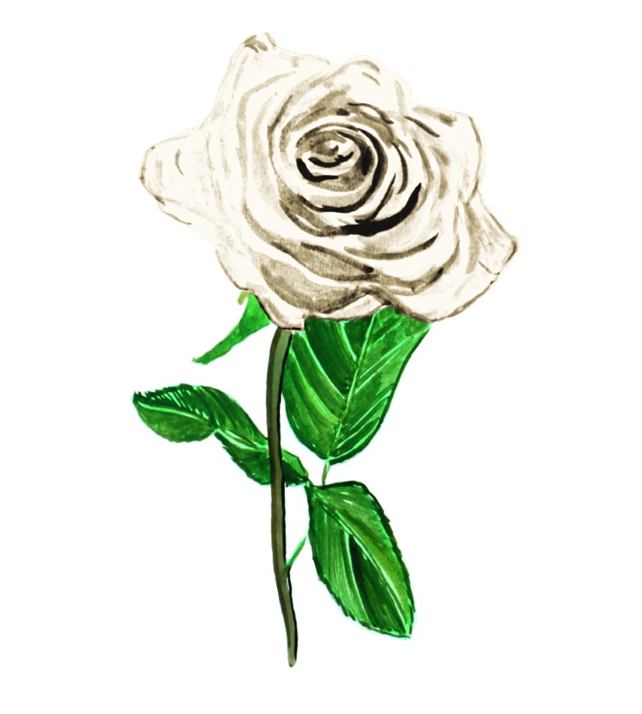 White Rose - Click Image to Close