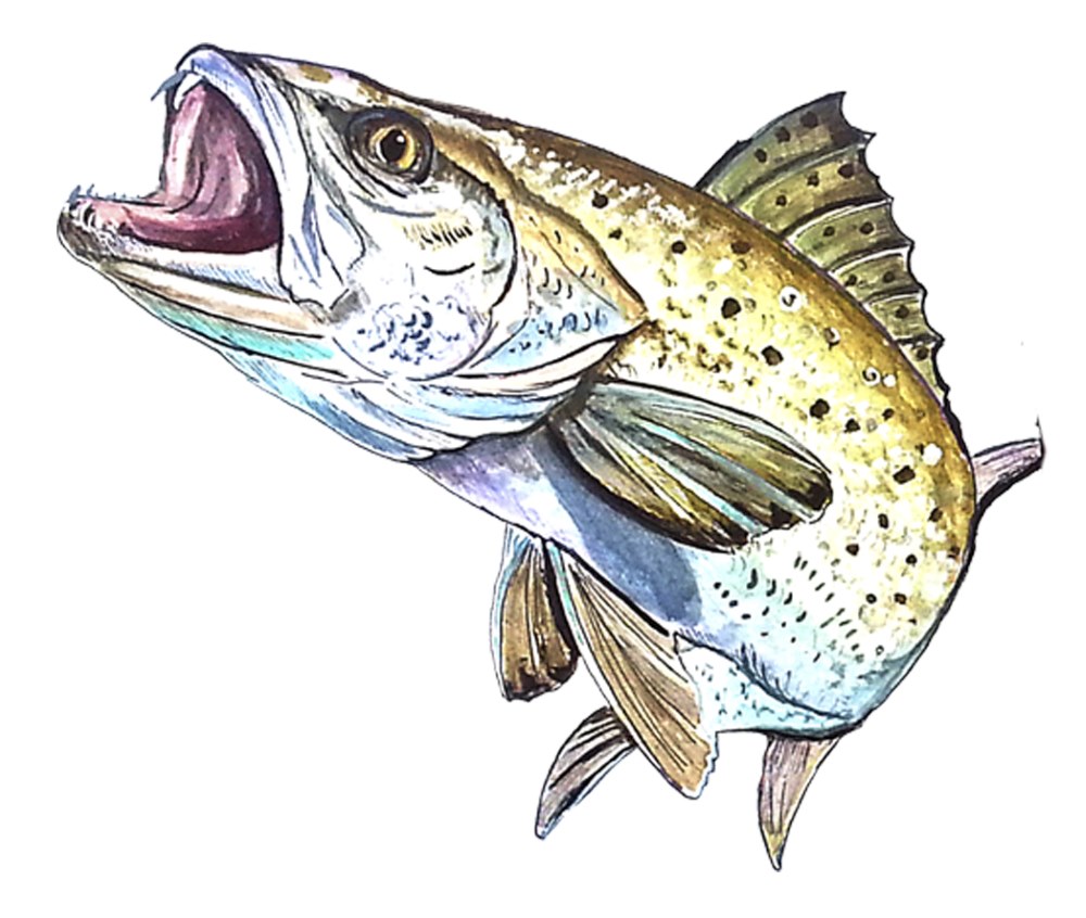 Trout - Click Image to Close