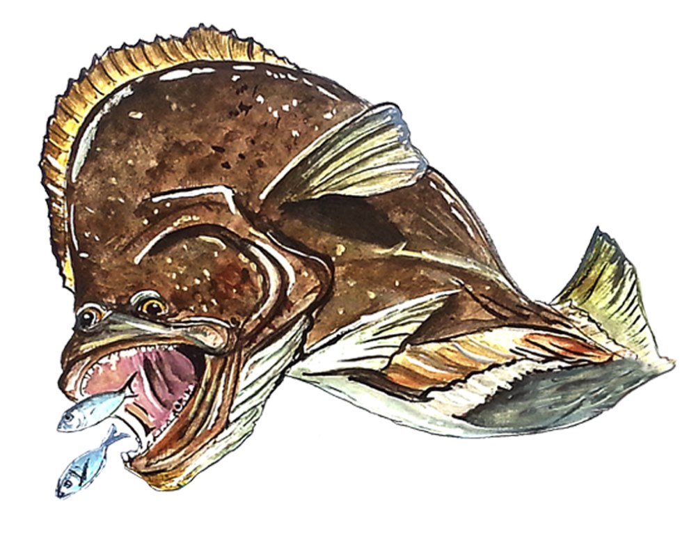 Flounder - Click Image to Close