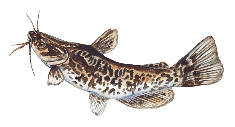 Brown Bullhead Catfish - Click Image to Close