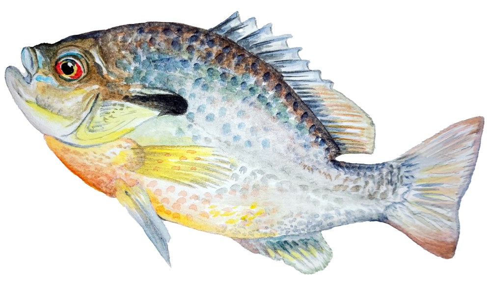 Sunfish - Click Image to Close