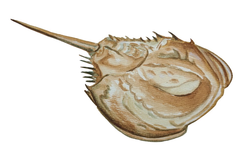 Horseshoe Crab - Click Image to Close