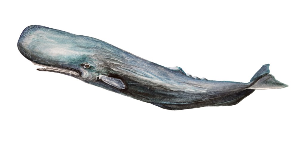 Sperm Whale - Click Image to Close