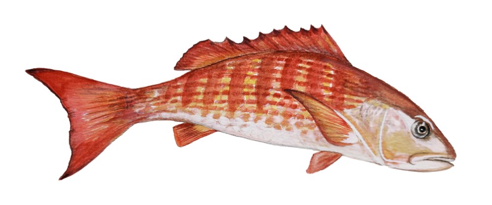 Mullet Snapper - Click Image to Close