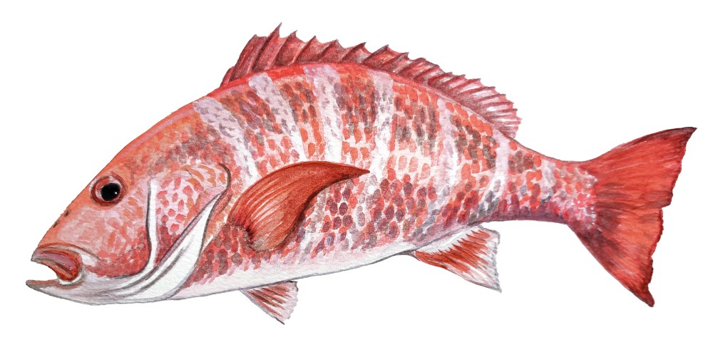 Red Snapper - Click Image to Close