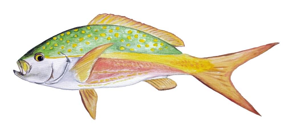 Yellow Tail Fish - Click Image to Close